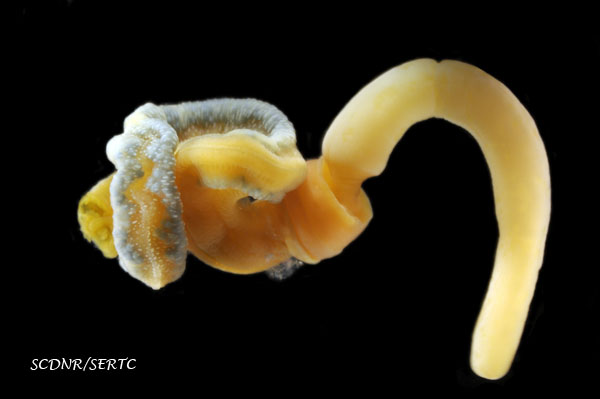 Saccoglossus kowalevskii - acorn worm from Charleston Harbor, South Carolina